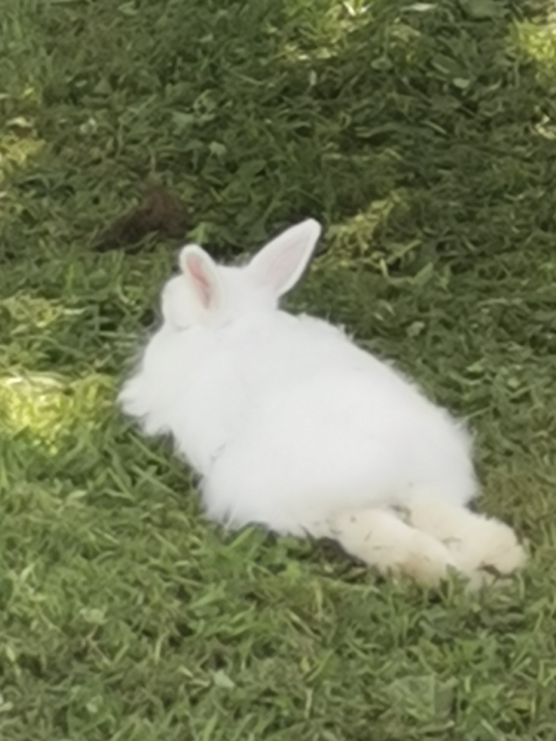 Angora rabbit buuny asleep in the grass