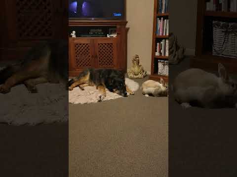 Rabbit running around a dog while the dog lies down and watches.