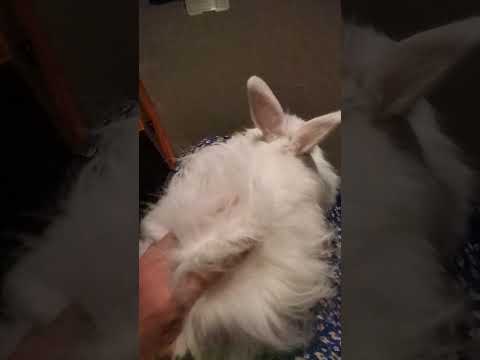 White fluffy rabbit sitting on Julie Kays knee having a cuddle